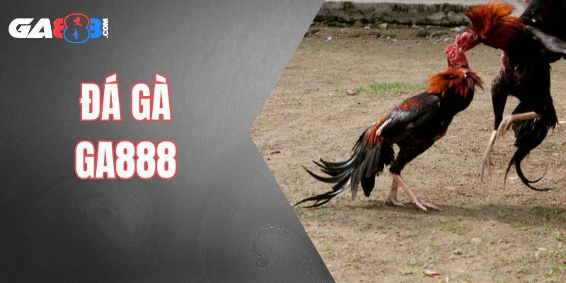 Đá gà ga888 cực gay cấn