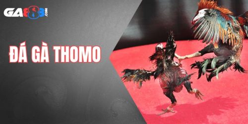 Đá gà thomo ga888