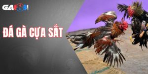 đá gà cựa sắt
