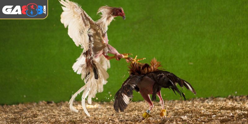 Quy tắc tham gia dễ hiểu