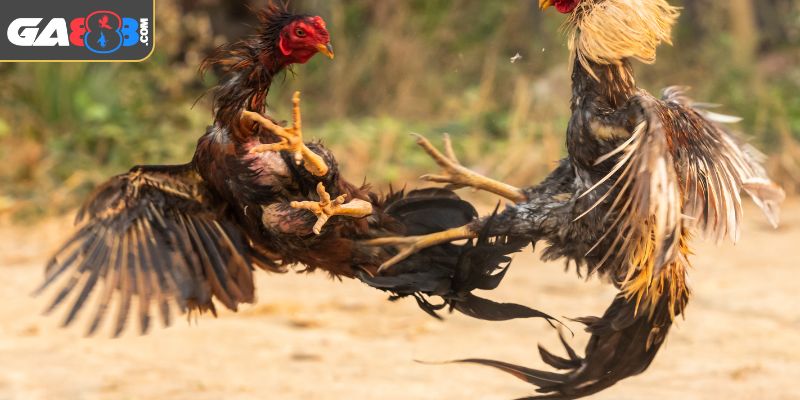 Quy định cựa sắt