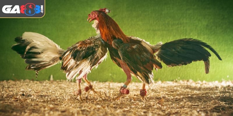 Bí kíp chơi cá cược đá gà cựa sắt ăn chắc