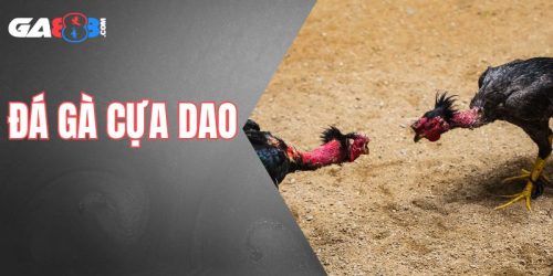 đá gà cựa dao gay cấn