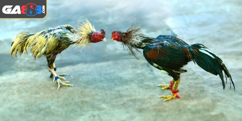 Tổng quát đá gà cựa dao