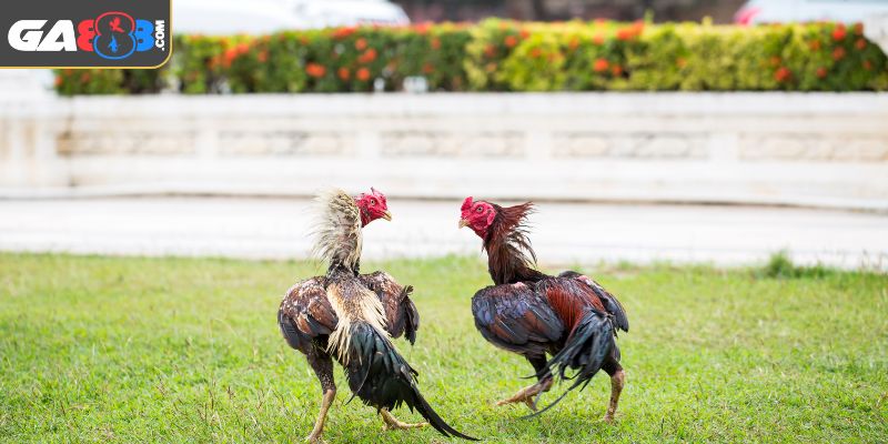 Sức hấp dẫn từ lối đánh chuyên nghiệp