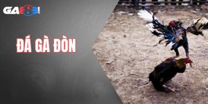 đá gà đòn tại ga888