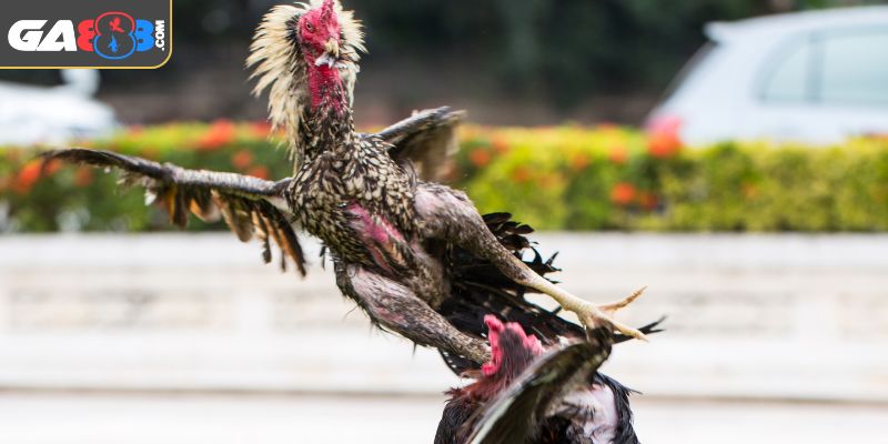 Luật lệ của đá hàng xáo