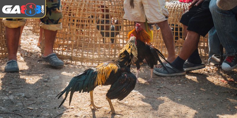 Cách phân định thắng thua khi đá hàng xáo 