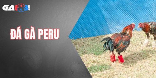 đá gà peru