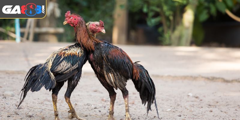 Trận đấu được điều khiển bởi trọng tài có kinh nghiệm